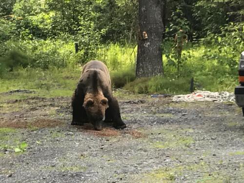 Bear Creek Apartment | Resurrection River Rentals