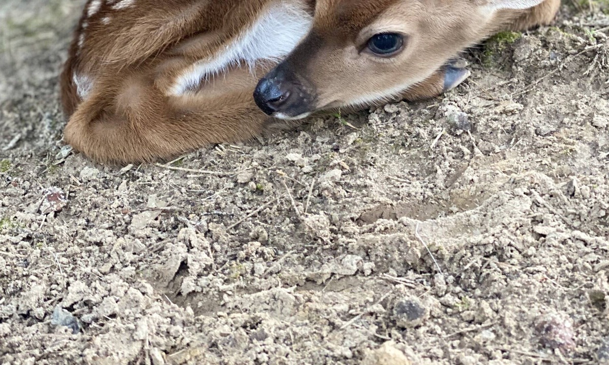 Tyler House | Whitetail deer ranch experience! Observe the raising and caring for of WT deer.