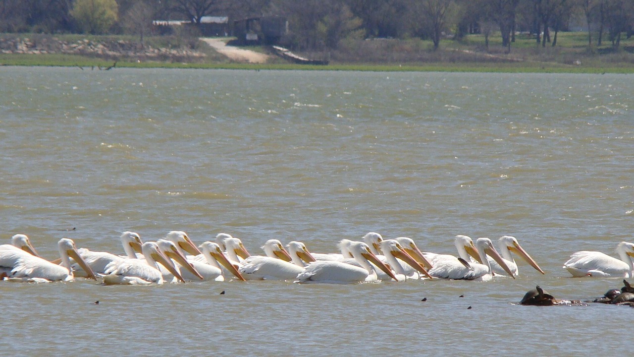Photo of Others in Azle
