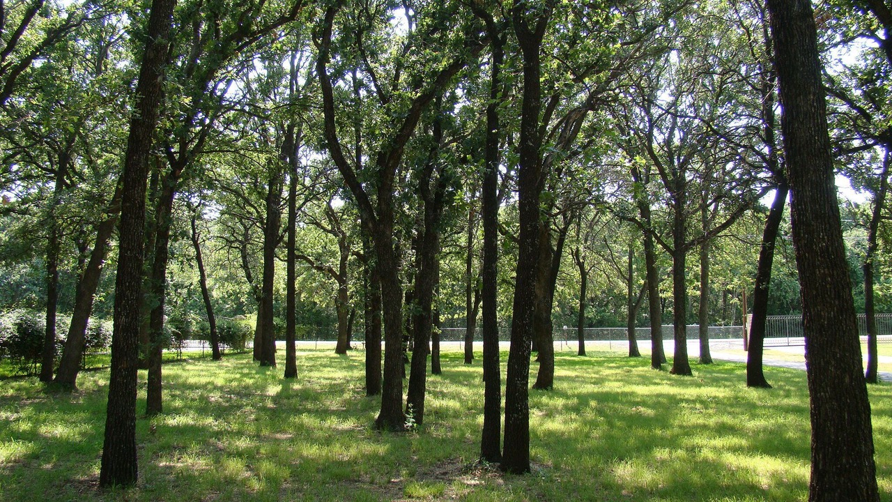 Photo of Outdoor in Azle